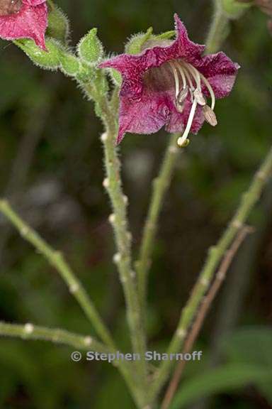 nicotiana tomentosa 6 graphic